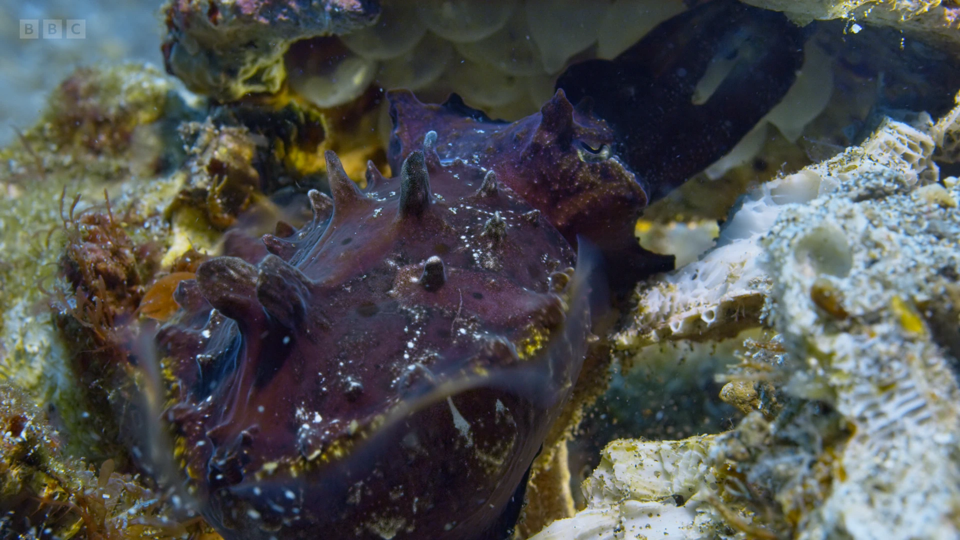 Flamboyant cuttlefish (Metasepia pfefferi) as shown in A Perfect Planet - Oceans